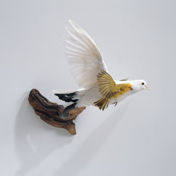 Carlee Fernandez, White Pigeon with Saffron Finch, 2004, Altered taxidermy and branch 