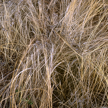 Jon Scott Anderson, Book of Grass (Gold), 2016